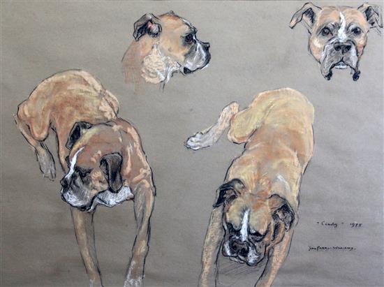 Jean Parry-Williams Cindy 1975, Study of a Boxer dog 19.5 x 27in.